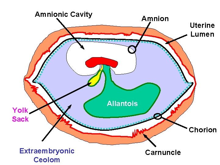 Amnionic Cavity Yolk Sack Amnion Uterine Lumen Allantois Chorion Extraembryonic Ceolom Carnuncle 