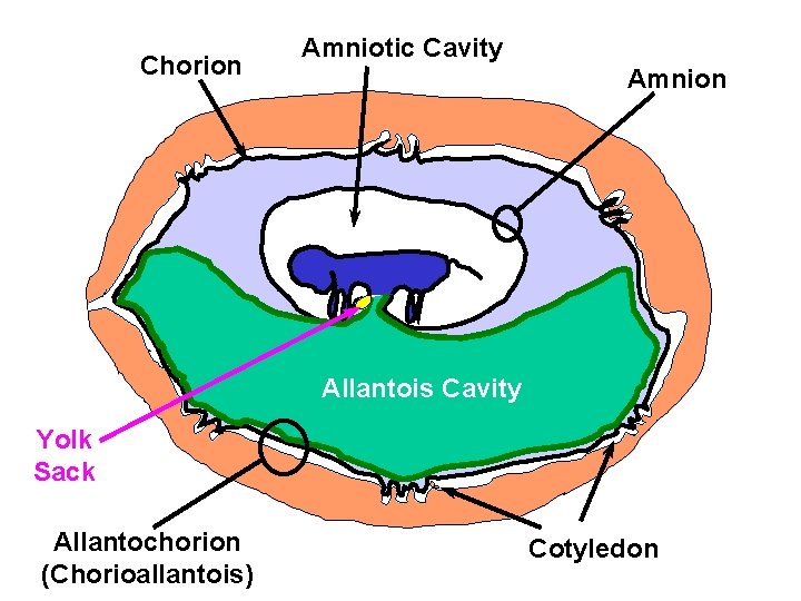 Chorion Amniotic Cavity Amnion Allantois Cavity Yolk Sack Allantochorion (Chorioallantois) Cotyledon 