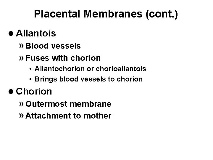 Placental Membranes (cont. ) l Allantois » Blood vessels » Fuses with chorion •