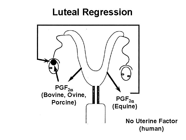 Luteal Regression PGF 2 a (Bovine, Ovine, Porcine) PGF 2 a (Equine) No Uterine