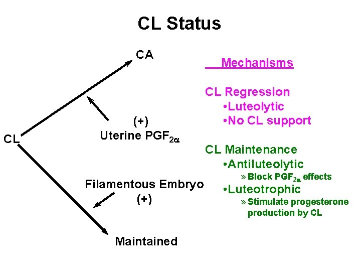 CL Status CA CL (+) Uterine PGF 2 a Filamentous Embryo (+) Maintained Mechanisms