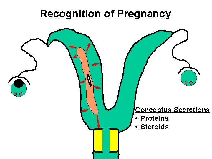 Recognition of Pregnancy Conceptus Secretions • Proteins • Steroids 