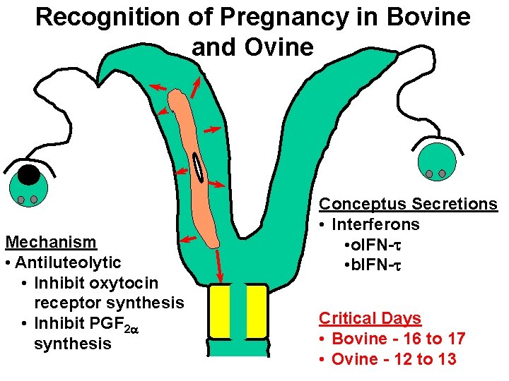 Recognition of Pregnancy in Bovine and Ovine Mechanism • Antiluteolytic • Inhibit oxytocin receptor