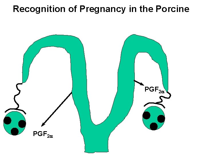 Recognition of Pregnancy in the Porcine PGF 2 a 