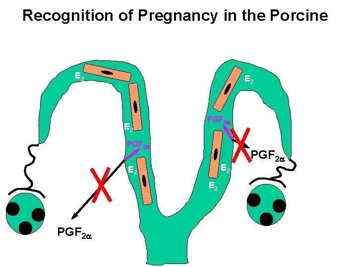 Recognition of Pregnancy in the Porcine E 2 E 2 E 2 PGF 2