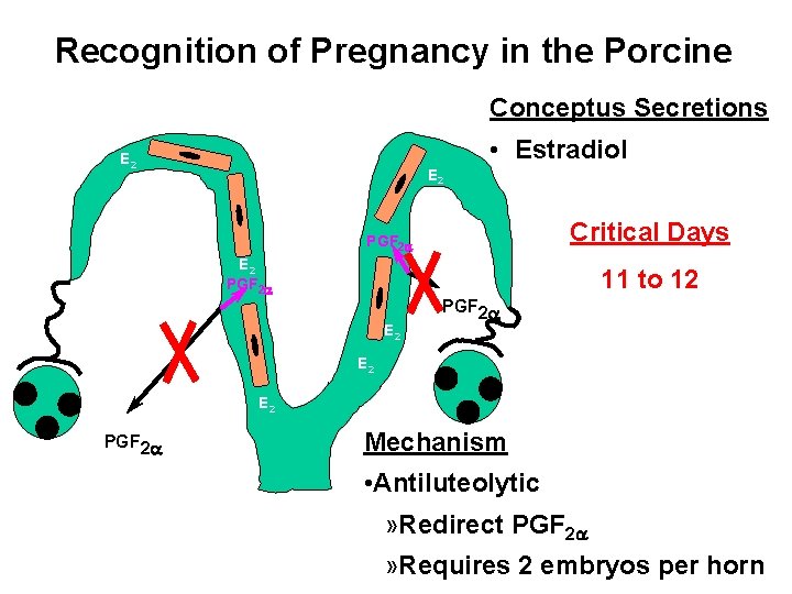 Recognition of Pregnancy in the Porcine Conceptus Secretions • Estradiol E 2 Critical Days