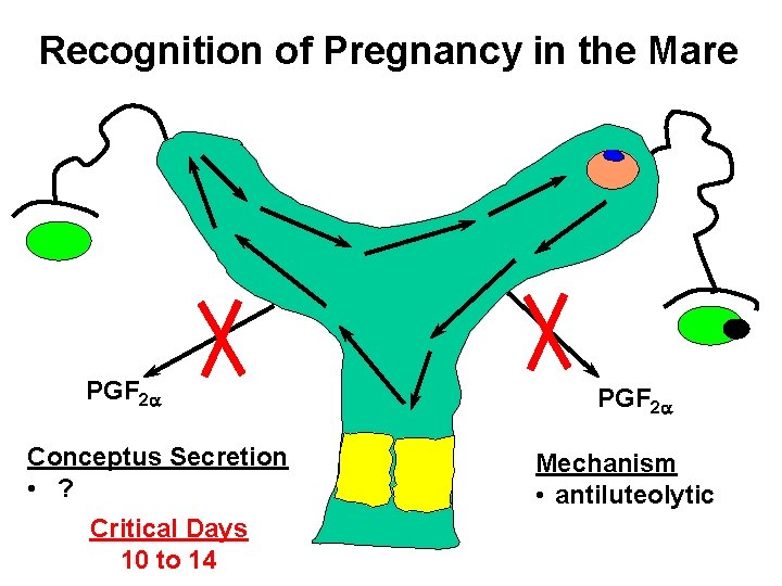 Recognition of Pregnancy in the Mare PGF 2 a Conceptus Secretion • ? Critical