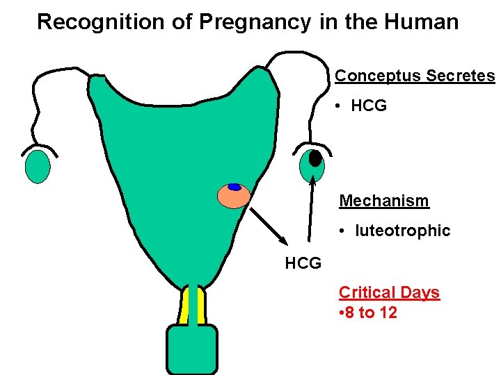 Recognition of Pregnancy in the Human Conceptus Secretes • HCG Mechanism • luteotrophic HCG