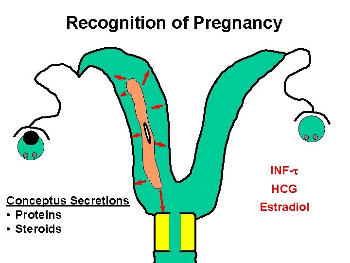 Recognition of Pregnancy INF-t Conceptus Secretions • Proteins • Steroids HCG Estradiol 