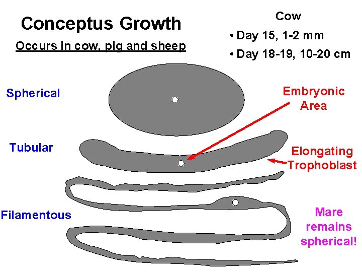 Conceptus Growth Occurs in cow, pig and sheep Spherical Tubular Filamentous Cow • Day