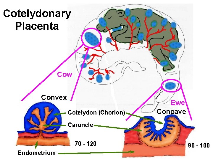 Cotelydonary Placenta Cow Convex Cotelydon (Chorion) Ewe Concave Caruncle 70 - 120 Endometrium 90