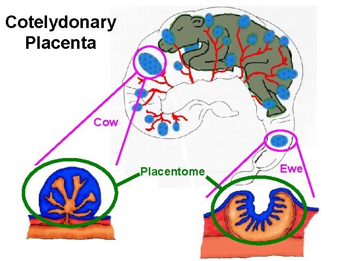 Cotelydonary Placenta Cow Placentome Ewe 