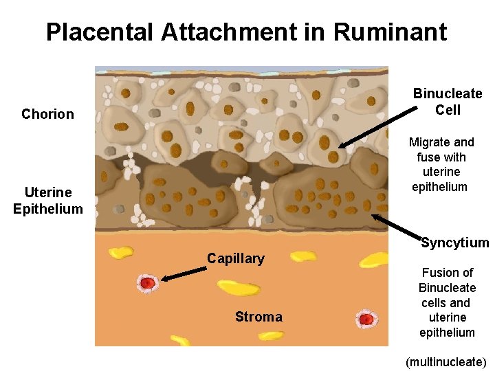 Placental Attachment in Ruminant Binucleate Cell Chorion Migrate and fuse with uterine epithelium Uterine