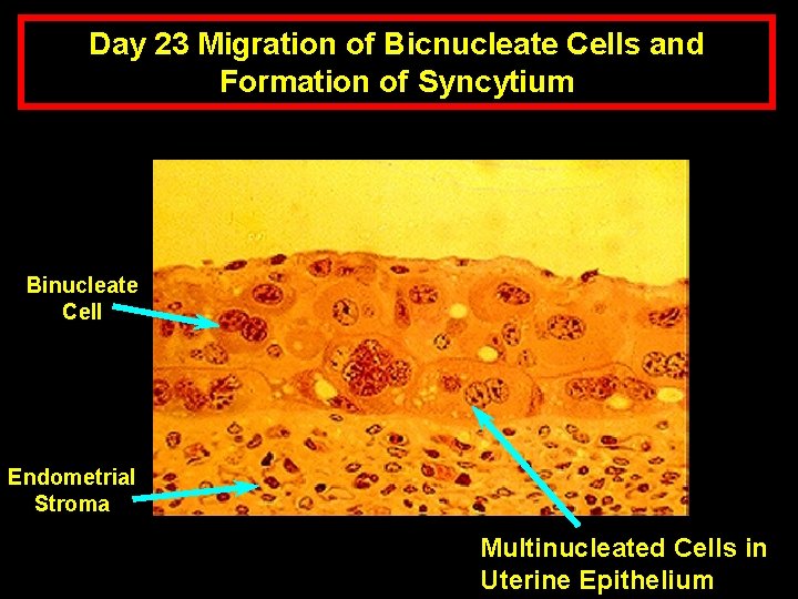 Day 23 Migration of Bicnucleate Cells and Formation of Syncytium Binucleate Cell Endometrial Stroma