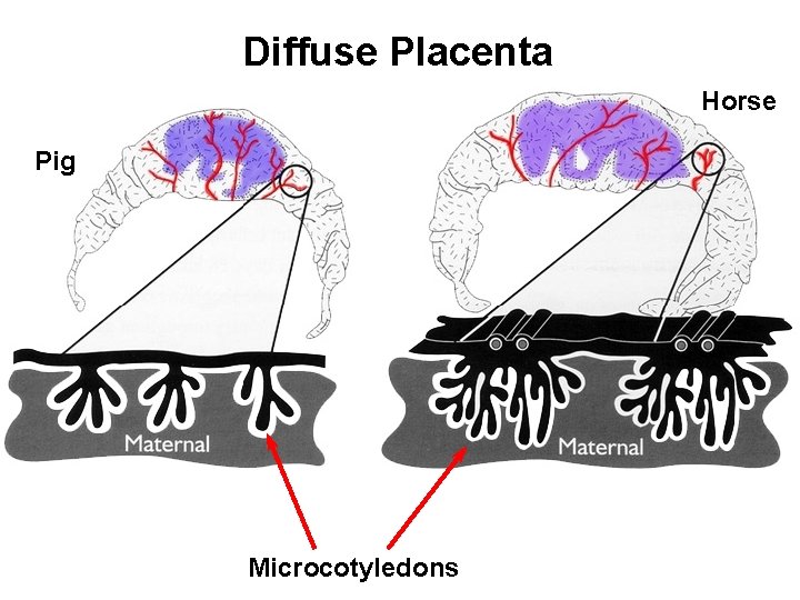 Diffuse Placenta Horse Pig Microcotyledons 