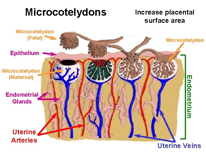 Microcotelydons Microcotelydon (Fetal) Increase placental surface area Microcotelydon Epithelium Endometrial Glands Uterine Arteries Endometrium