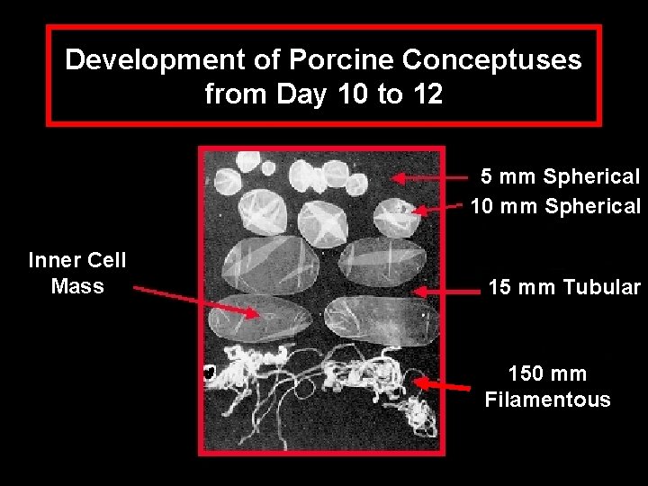 Development of Porcine Conceptuses from Day 10 to 12 5 mm Spherical 10 mm