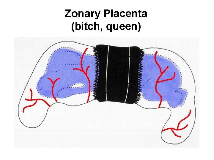 Zonary Placenta (bitch, queen) 