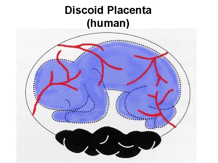 Discoid Placenta (human) 