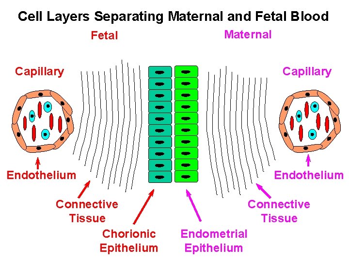 Cell Layers Separating Maternal and Fetal Blood Fetal Maternal Capillary Endothelium Connective Tissue Chorionic