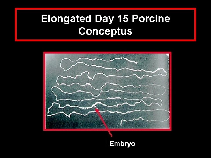 Elongated Day 15 Porcine Conceptus Embryo 