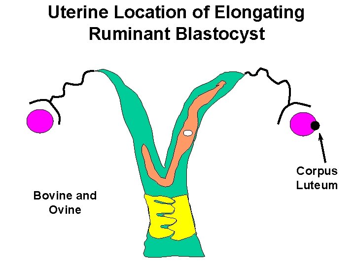 Uterine Location of Elongating Ruminant Blastocyst Bovine and Ovine Corpus Luteum 