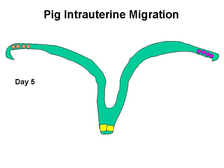 Pig Intrauterine Migration Day 5 