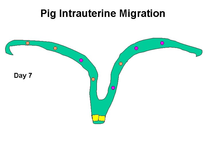 Pig Intrauterine Migration Day 7 
