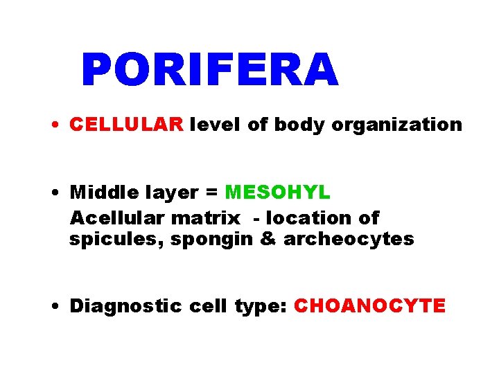 PHYLUM PORIFERA • CELLULAR level of body organization • Middle layer = MESOHYL Acellular