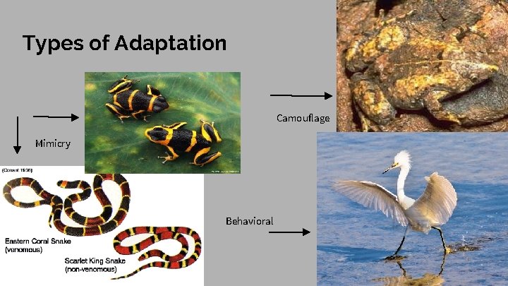 Types of Adaptation Camouflage Mimicry ` Behavioral 