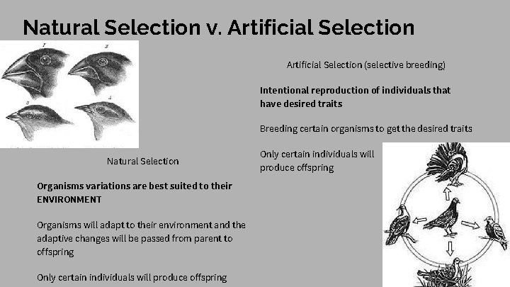 Natural Selection v. Artificial Selection (selective breeding) Intentional reproduction of individuals that have desired