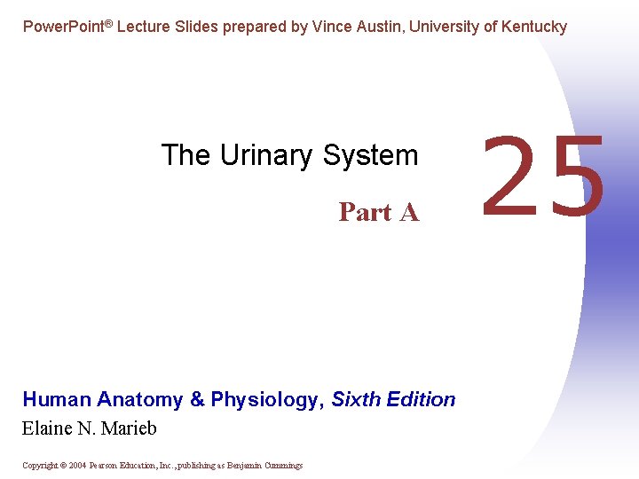 Power. Point® Lecture Slides prepared by Vince Austin, University of Kentucky The Urinary System