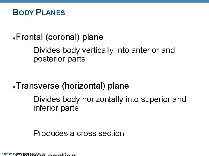 BODY PLANES ● Frontal (coronal) plane Divides body vertically into anterior and posterior parts