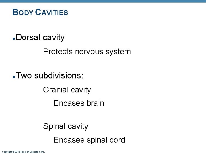 BODY CAVITIES ● Dorsal cavity Protects nervous system ● Two subdivisions: Cranial cavity Encases