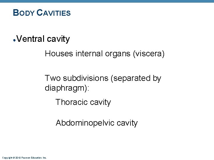 BODY CAVITIES ● Ventral cavity Houses internal organs (viscera) Two subdivisions (separated by diaphragm): BODY CAVITIES ● Ventral cavity Houses internal organs (viscera) Two subdivisions (separated by diaphragm):
