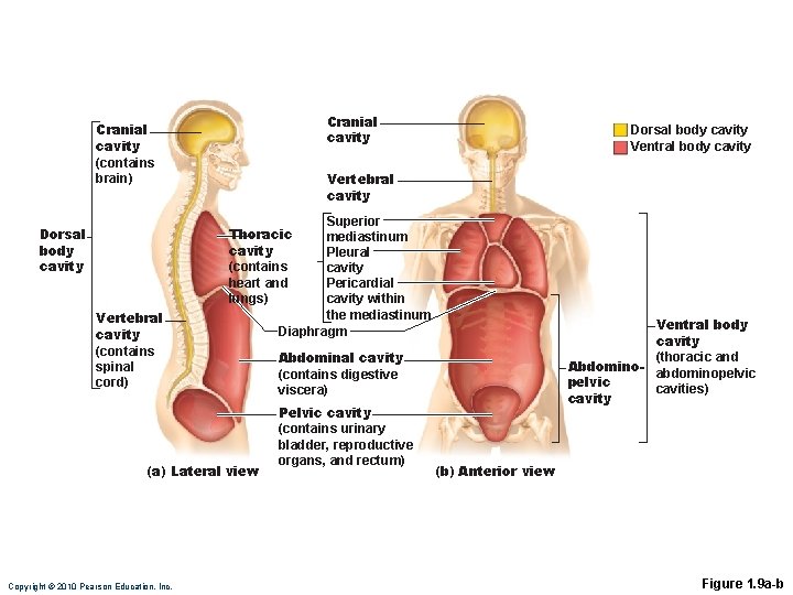 Cranial cavity (contains brain) Dorsal body cavity Ventral body cavity Vertebral cavity Superior mediastinum Cranial cavity (contains brain) Dorsal body cavity Ventral body cavity Vertebral cavity Superior mediastinum