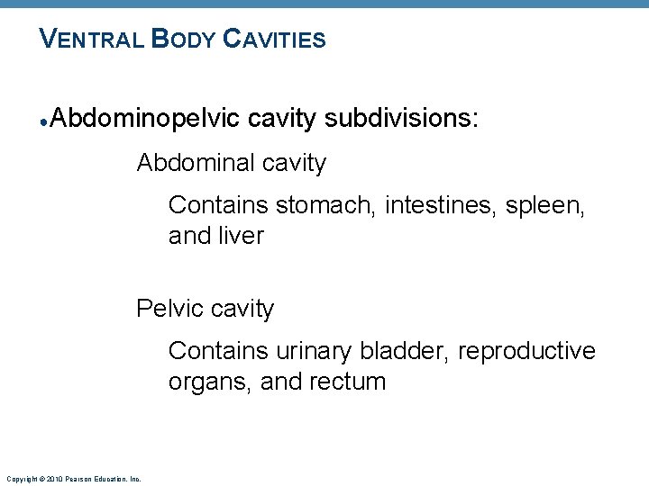 VENTRAL BODY CAVITIES ● Abdominopelvic cavity subdivisions: Abdominal cavity Contains stomach, intestines, spleen, and