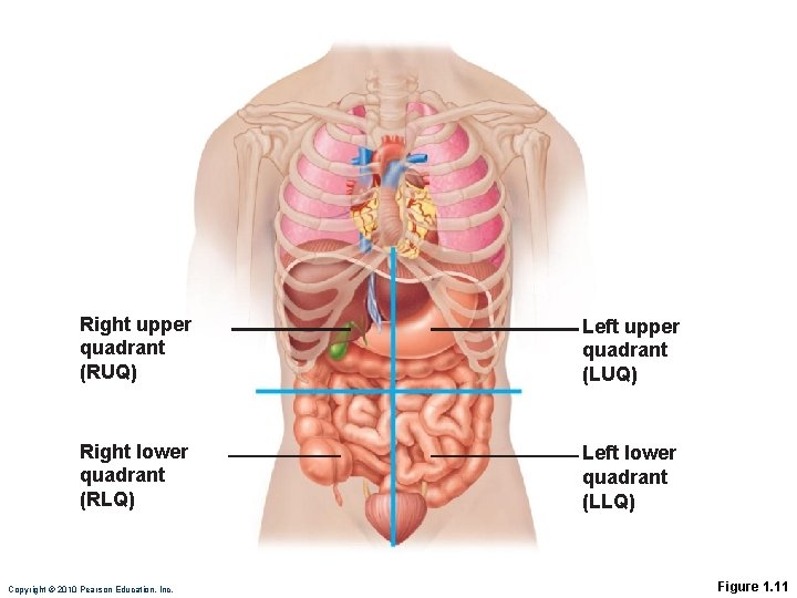 Right upper quadrant (RUQ) Left upper quadrant (LUQ) Right lower quadrant (RLQ) Left lower