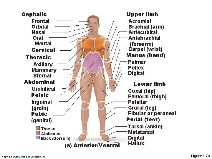 Upper limb Acromial Brachial (arm) Antecubital Antebrachial (forearm) Carpal (wrist) Manus (hand) Palmar Pollex Upper limb Acromial Brachial (arm) Antecubital Antebrachial (forearm) Carpal (wrist) Manus (hand) Palmar Pollex