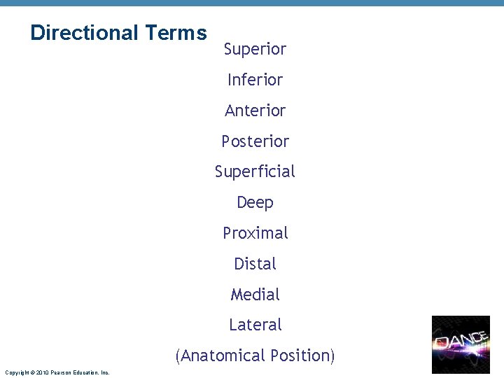 Directional Terms Superior Inferior Anterior Posterior Superficial Deep Proximal Distal Medial Lateral (Anatomical Position) Directional Terms Superior Inferior Anterior Posterior Superficial Deep Proximal Distal Medial Lateral (Anatomical Position)