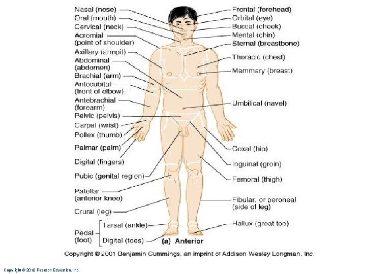 Copyright © 2010 Pearson Education, Inc. Copyright © 2010 Pearson Education, Inc.