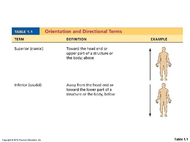 Copyright © 2010 Pearson Education, Inc. Table 1. 1 Copyright © 2010 Pearson Education, Inc. Table 1. 1