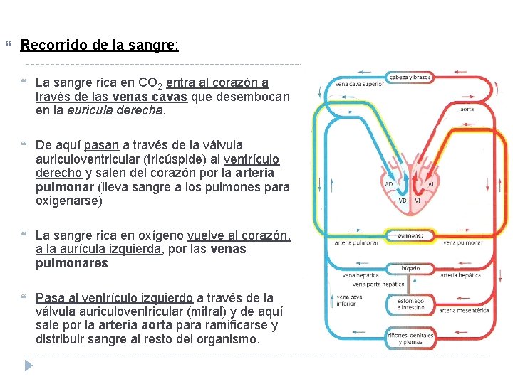  Recorrido de la sangre: La sangre rica en CO 2 entra al corazón