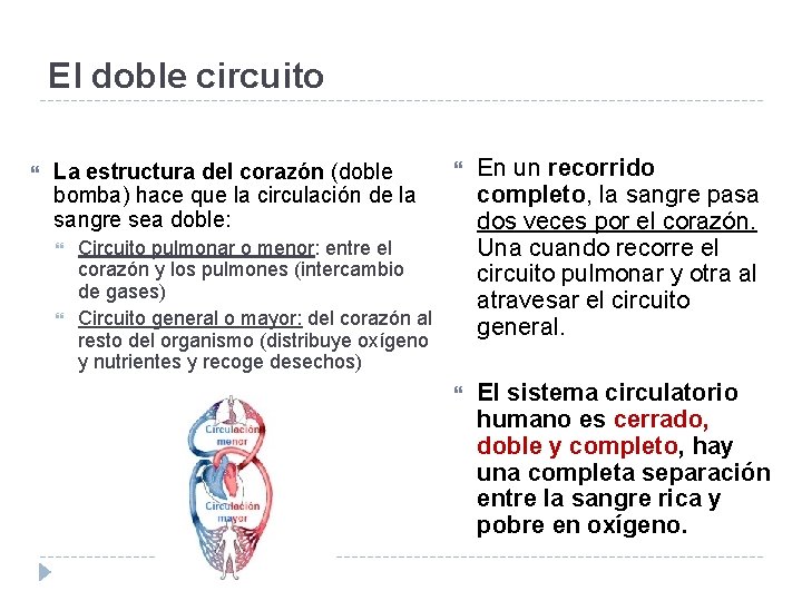 El doble circuito La estructura del corazón (doble bomba) hace que la circulación de