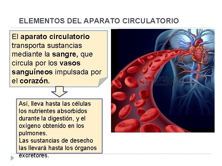 ELEMENTOS DEL APARATO CIRCULATORIO El aparato circulatorio transporta sustancias mediante la sangre, que circula