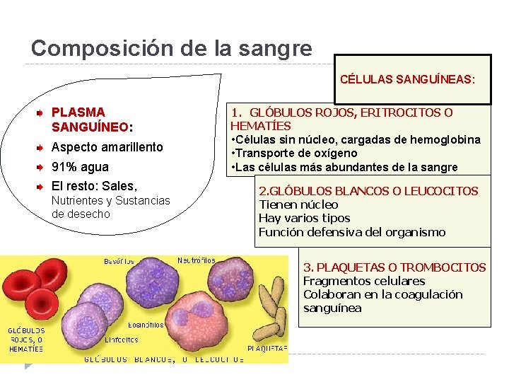 Composición de la sangre CÉLULAS SANGUÍNEAS: PLASMA SANGUÍNEO: Aspecto amarillento 91% agua El resto: