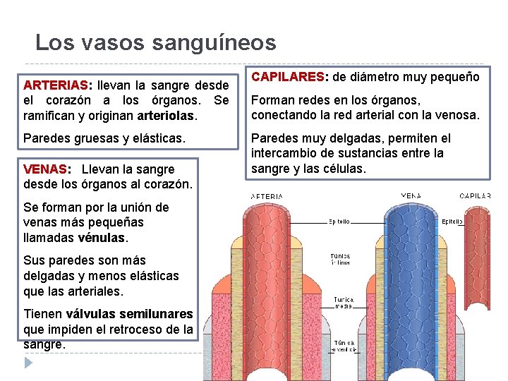 Los vasos sanguíneos ARTERIAS: llevan la sangre desde el corazón a los órganos. Se