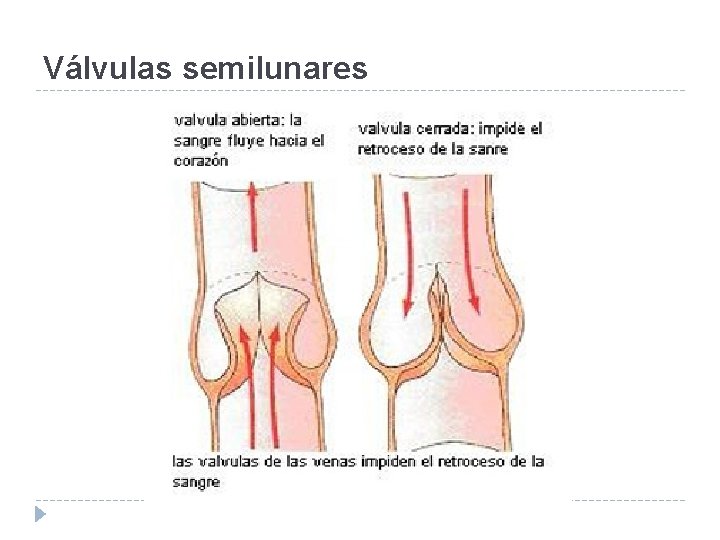 Válvulas semilunares 