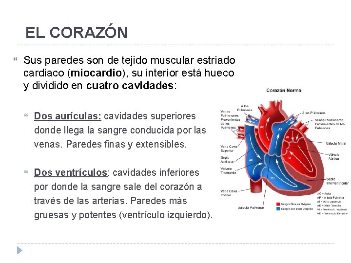 EL CORAZÓN Sus paredes son de tejido muscular estriado cardiaco (miocardio), su interior está