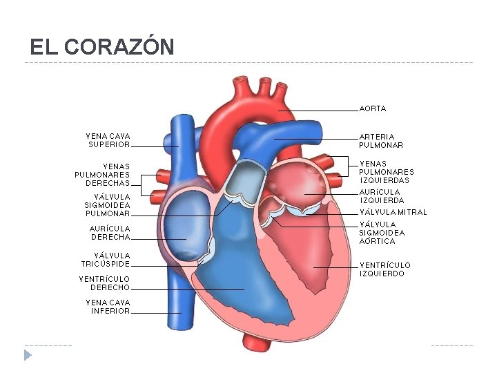 EL CORAZÓN 